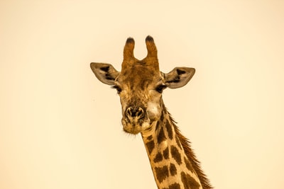 长颈鹿的选择性聚焦摄影
